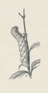 Ausgewachsene Raupe des Ligusterschwärmers, ähnlich beschäftigt, ca. 1900, 1910 von Fred Enock