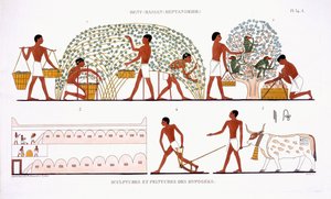 Obsternte, aus einem seltenen Bericht über Fresken aus Theben, aufgezeichnet 1819-1822 bei seinem zweiten Besuch in Ägypten von Frederic Cailliaud von Frederic (after) Cailliaud