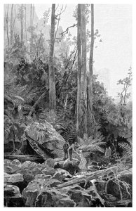 Eine Schlucht in den Blue Mountains, Australien, 1886 von Frederic B. Schell