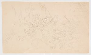 Botanische Skizzen von Frederic Edwin Church