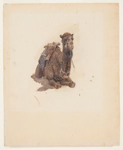 Kauernder Dromedar