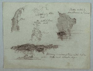 Details von Blumen, Pflanzen und Bäumen entlang eines Flussufers, Rio Magdalena, Kolumbien von Frederic Edwin Church