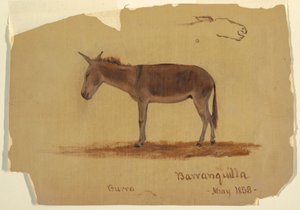 Zeichnung, Ein Esel, Baranquilla, Kolumbien, Mai 1853 von Frederic Edwin Church