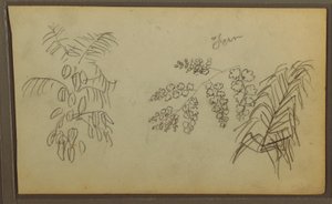 Botanische Skizzen, 1857