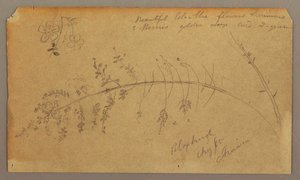 Botanische Skizzen, August 1865 von Frederic Edwin Church