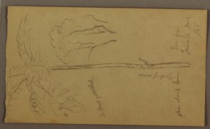 Botanische Skizzen, Juni 1865 von Frederic Edwin Church