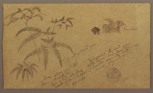 Zeichnung, Botanische Skizzen, Mai–August 1865 von Frederic Edwin Church