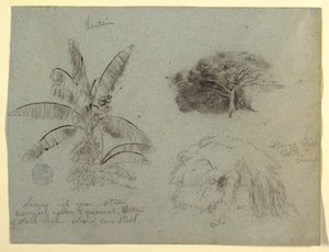Zeichnung, Botanische Skizzen, Südamerika, Mai 1853?