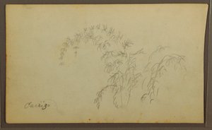 Zeichnung, Botanische Skizzen; Rückseite: Botanische Skizzen, 1857