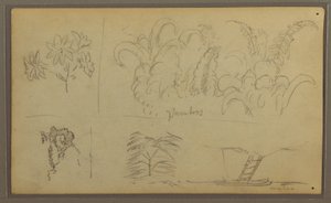 Zeichnung, Botanische Skizzen; Rückseite: Eidechse, Palme, 1857