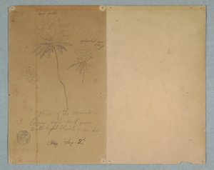 Zeichnung, Botanische Skizzen: ein Ast, ein Baum und eine Baumkrone, Südamerika, 2. September 1853 von Frederic Edwin Church