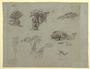 Botanische Skizzen aus Südamerika: eine Palme, Baumgruppen, hängende Zweige, ein großer Baum neben einem Haus und ein fliegender Kranich, 1853, wahrscheinlich Mai von Frederic Edwin Church