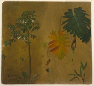 Zeichnung, Botanische Studien aus Jamaika, Westindien, Juni 1865