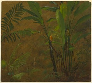 Zeichnung, Botanische Studien aus Jamaika, Westindien, Juni 1887