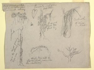 Zeichnung, Botanische Studien vom Rio Magdalena, Kolumbien: Parasit, Toter Baum, 1853