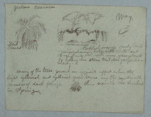 Camaca-Palme, eine Gruppe von Bäumen und Reben am Flussufer, Vogel und ein Bündel Blätter, Rio Magdalena, Kolumbien, Mai 1853 von Frederic Edwin Church