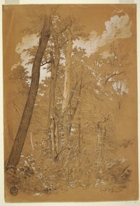 Zeichnung, Kastanienbäume auf Goat Island, Niagara River, New York, August 1858
