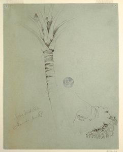 Zeichnung, Kokospalme, Jamaika, Juni 1865