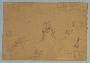 Zeichnung. Botanische und Wolkenskizzen in der Nähe von Quito, Ecuador, 24. Juni 1857