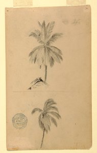 Zeichnungen. Zwei Skizzen. Palmen, 1857