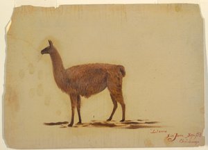 Ecuador, San Juan (Chimborazo), Lama, September 1853