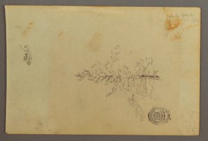 Zeichnung, Immergrüner Baum, 1844