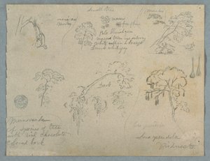 Fünf botanische Studien mit einem hängenden Affen, wahrscheinlich Kolumbien, 1853