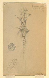 Blätter und Stamm einer Palme, Aspinwall, Panama, 15. Mai 1857 von Frederic Edwin Church