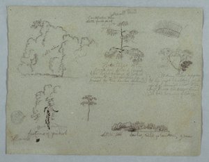 Zeichnung, Naturstudien einschließlich eines Kandelaberbaums mit einem Faultier, Rio Magdalena, Kolumbien, Mai 1853 von Frederic Edwin Church