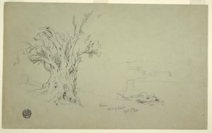 Zeichnung, Olivenbaum, Ölberg, April 1868 von Frederic Edwin Church
