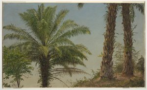 Palmen, Jamaika, Juni 1865