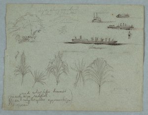 Skizzen vom Rio Magdalena, Kolumbien: Pflanzen, Dampfer und ein Champan, 1853, wahrscheinlich Mai