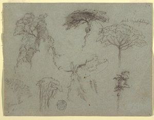 Studien von Bäumen, Ecuador, 1853