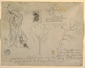 Studien von Bäumen und Pflanzen vom Rio Magdalena, Kolumbien, 1853