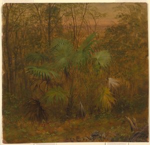 Thatch-Palme, Jamaika, Mai 1865