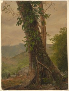 Baum mit Reben, Jamaika, Westindische Inseln, Mai 1865