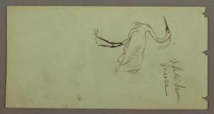 Weißer Reiher, möglicherweise 1869