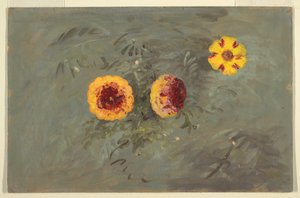 Zeichnung, Zinnien, 1860–70
