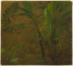 Farne und wilde Kochbanane, Jamaika von Frederic Edwin Church