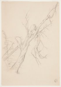 Knotiger toter Baum