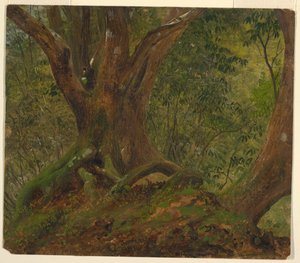 Im Wald, Jamaika