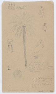 Skizzen aus Jamaika, Westindien von Frederic Edwin Church