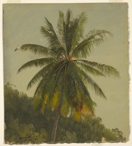 Studie einer Palme, Jamaika von Frederic Edwin Church