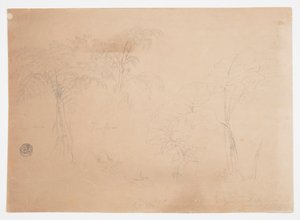 Studie von zwei Bäumen und drei Pflanzen, in der Nähe von Jorje, Ecuador von Frederic Edwin Church
