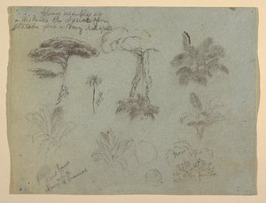 Baumstudien vom Rio Magdalena, Kolumbien