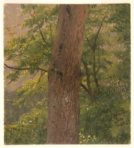 Waldstudie, Jamaika