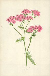 Schafgarbe von Frederick Edward Hulme