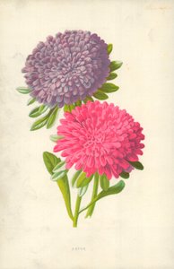 Aster
