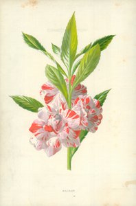 Balsam von Frederick Edward Hulme