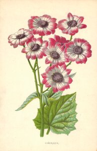 Cinerarie von Frederick Edward Hulme